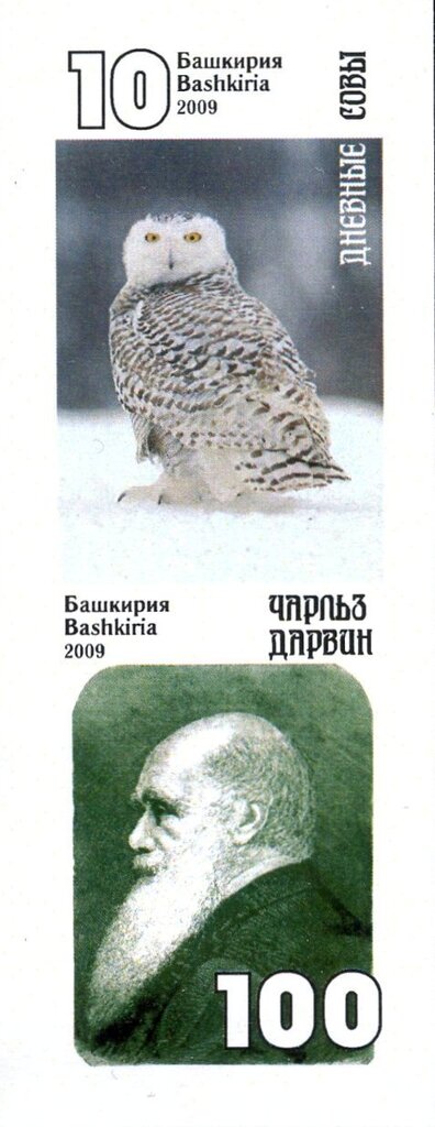 Owls