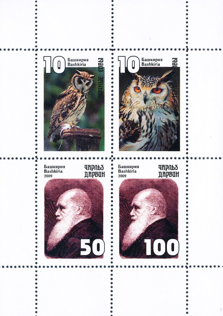 Owls