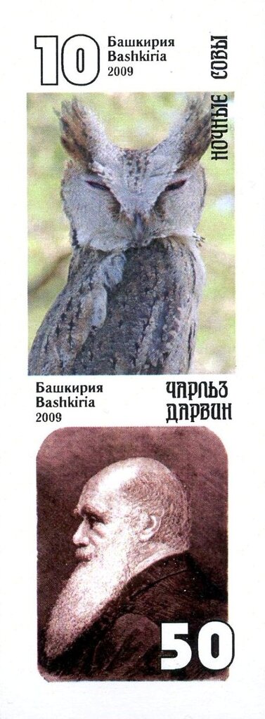 Owls