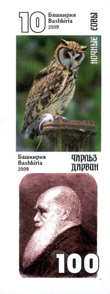 Owls