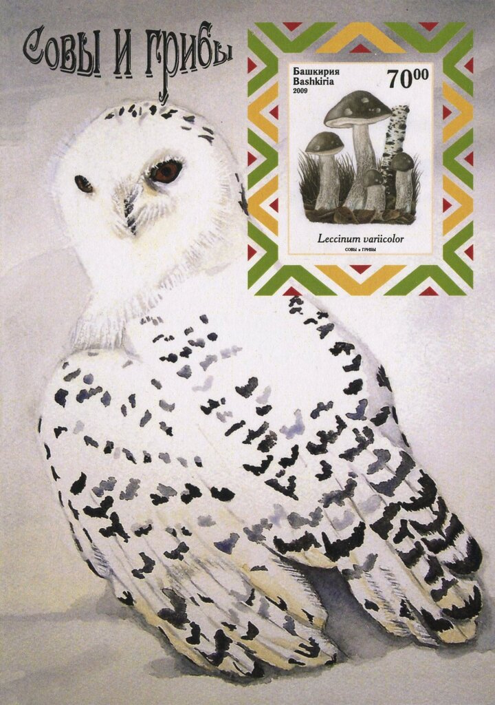 Owls and Mushrooms