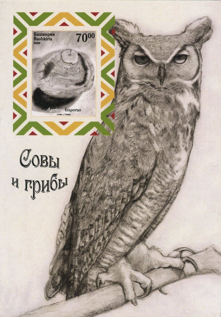 Owls and Mushrooms