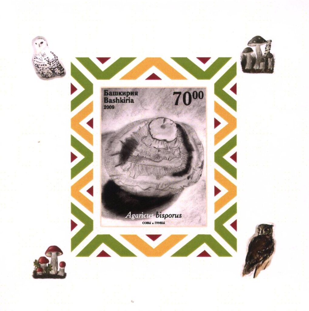 Owls and Mushrooms