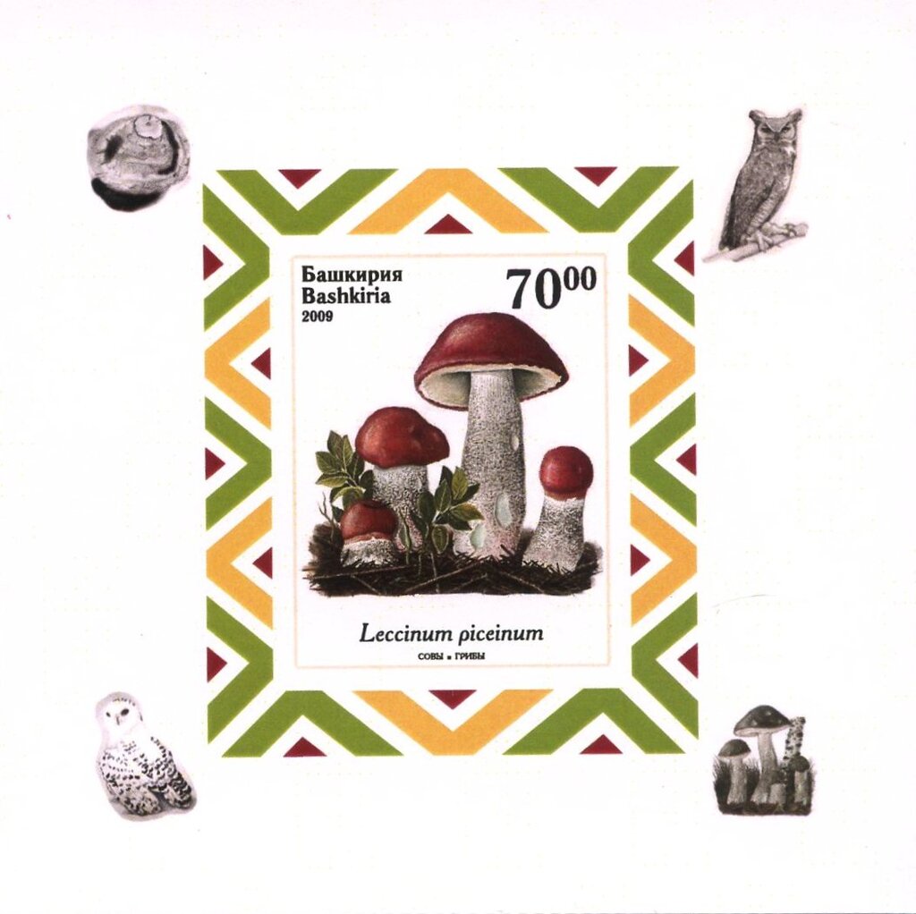 Owls and Mushrooms