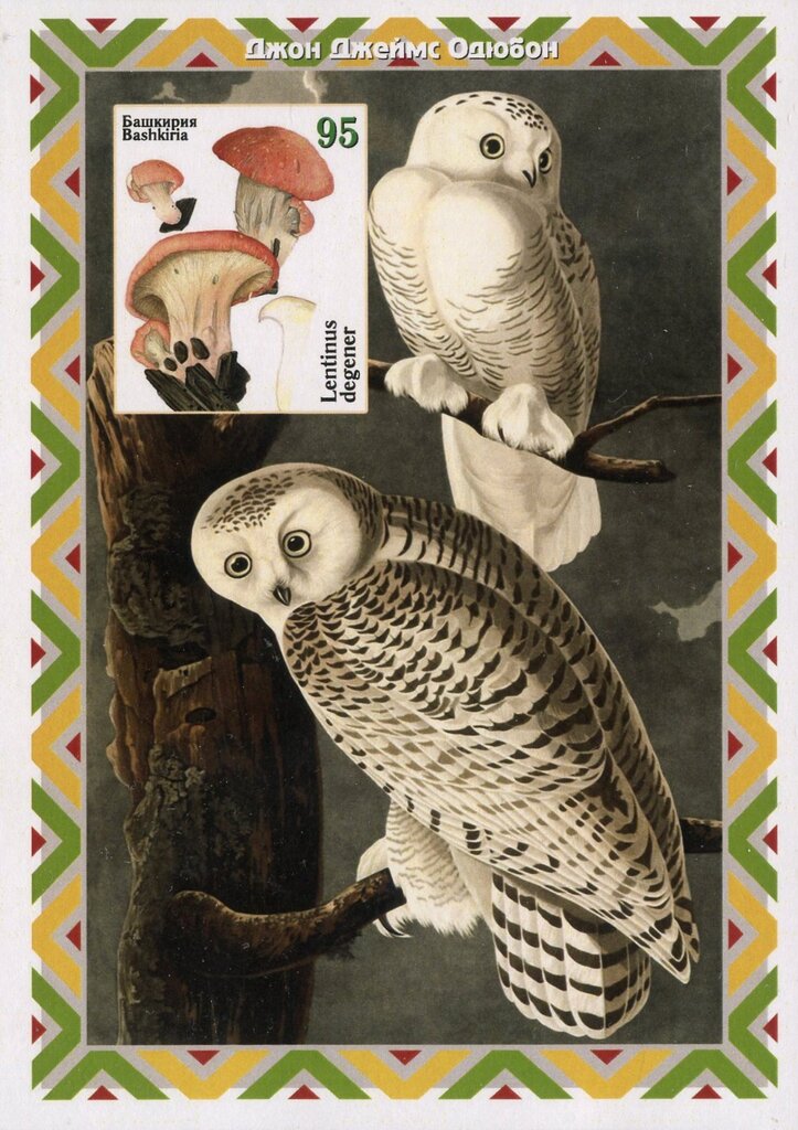 Owls and Mushrooms