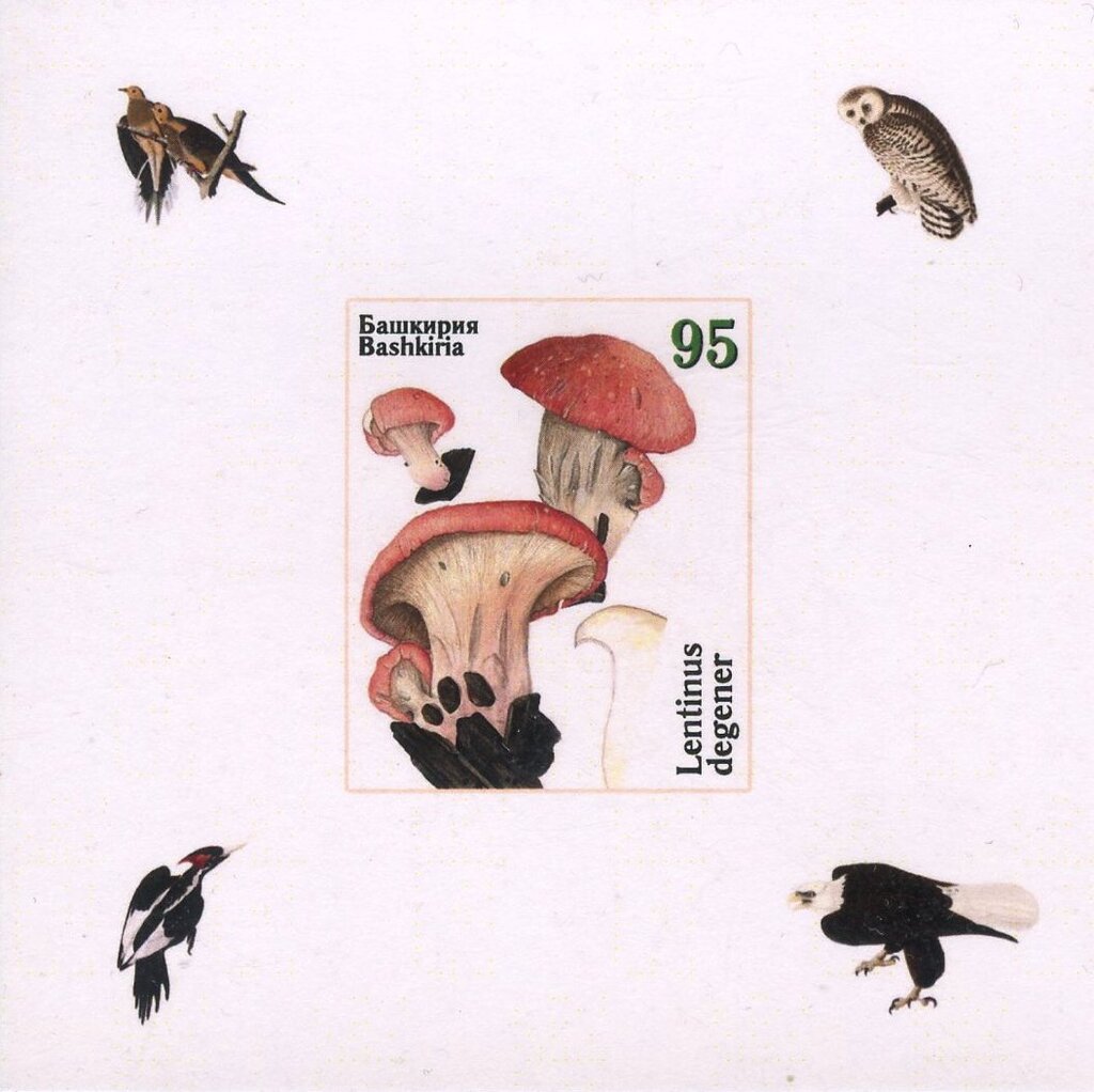 Owls and Mushrooms