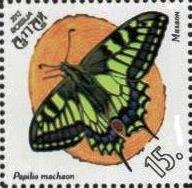 Papilio machaon