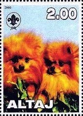 Pomeranian