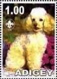 Poodle