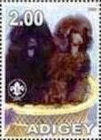 Poodle