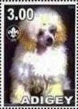 Poodle