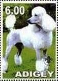 Poodle