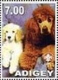 Poodle