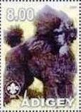Poodle