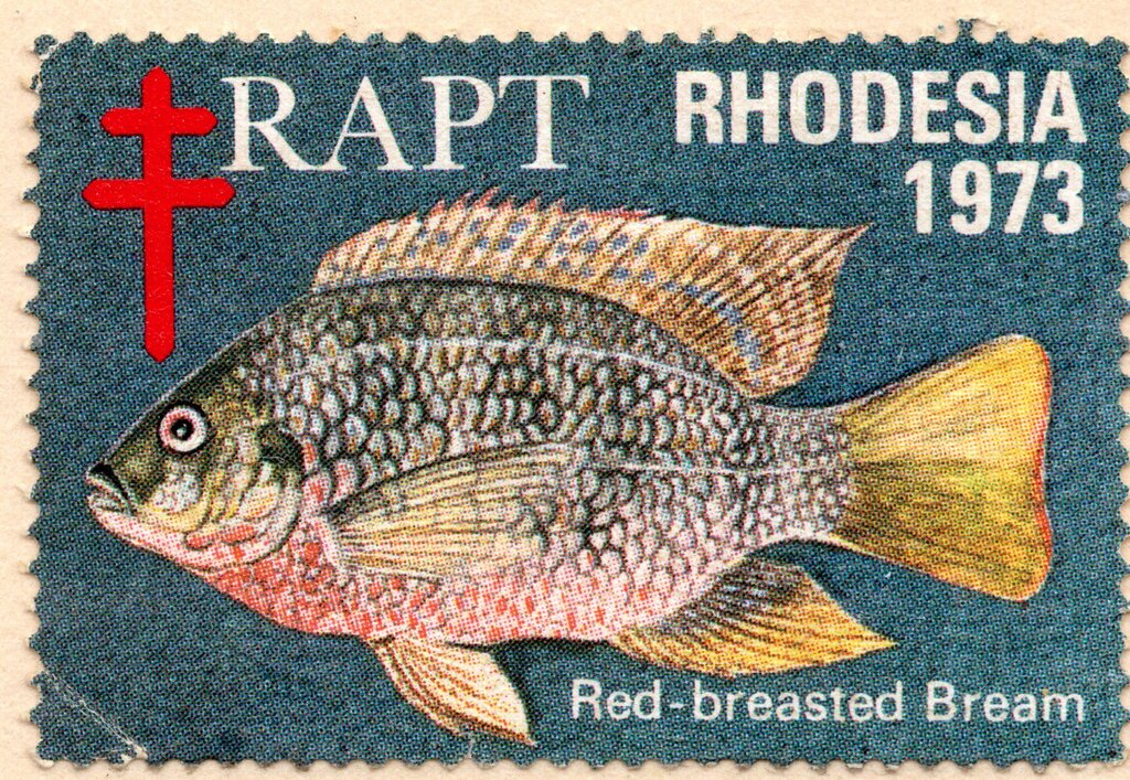 RAPT Red-breasted Bream