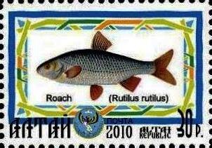 Roach