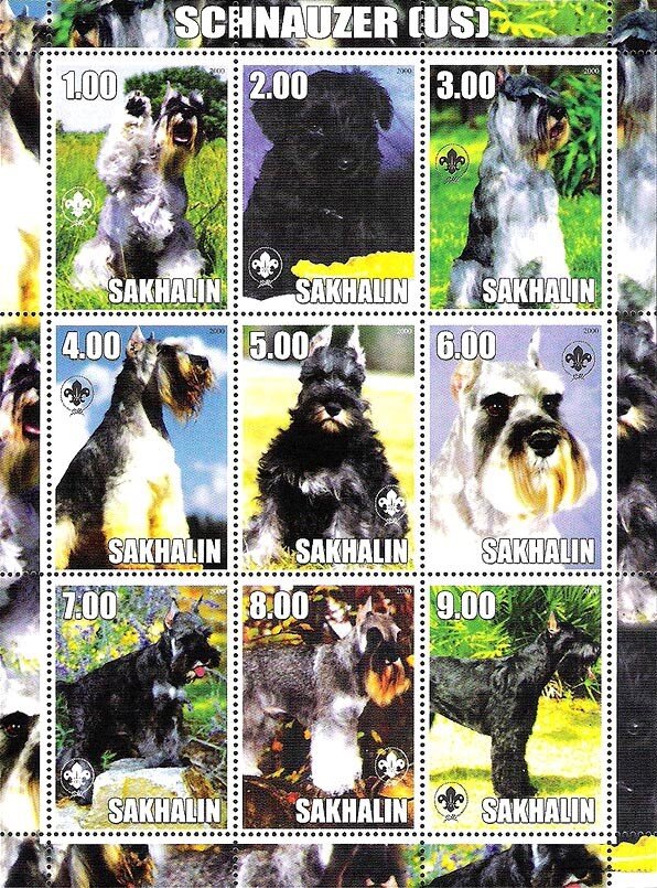 Schnauzer