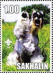 Schnauzer