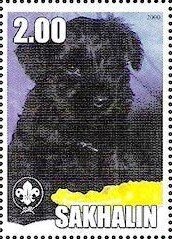 Schnauzer