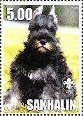 Stamp, Schnauzer, Cinderellas,  , Animals (Fauna), Dogs