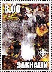 Schnauzer