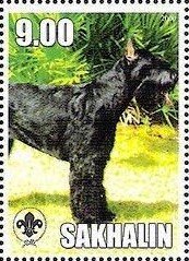 Schnauzer