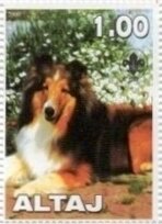 Shetland Sheep Dog