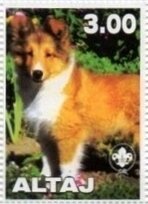 Shetland Sheep Dog