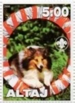 Shetland Sheep Dog