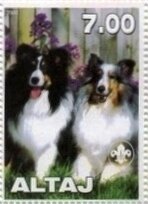Shetland Sheep Dog