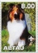 Shetland Sheep Dog