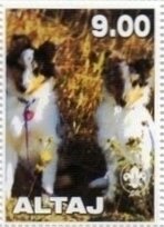 Shetland Sheep Dog