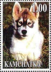 Siberian Husky