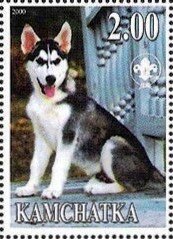 Siberian Husky