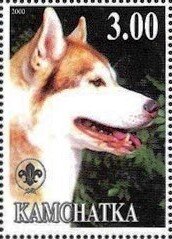 Siberian Husky
