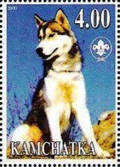 Siberian Husky