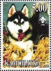 Siberian Husky