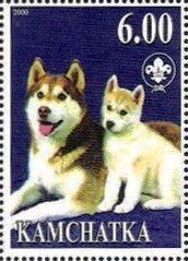 Siberian Husky