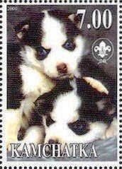 Siberian Husky