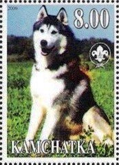 Siberian Husky