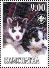 Siberian Husky