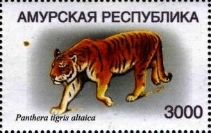 Siberian tiger (Panthera tigris altaica)