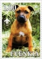 Staffordshire Bull Terrier