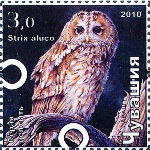 Tawny owl