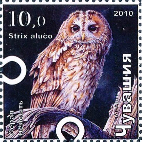 Tawny owl