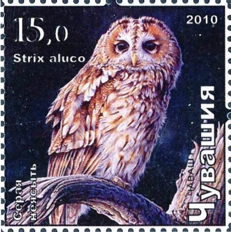 Tawny owl