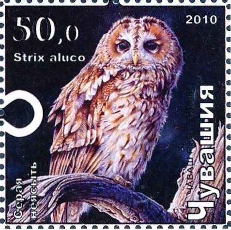 Tawny owl