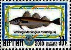 Whiting