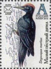 Woodpecker