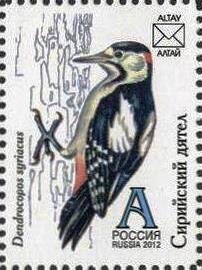 Woodpecker